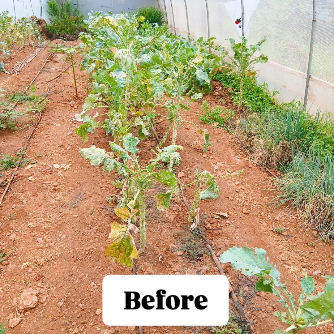 Sustainable Garden Project – Nazareth Old People’s Home