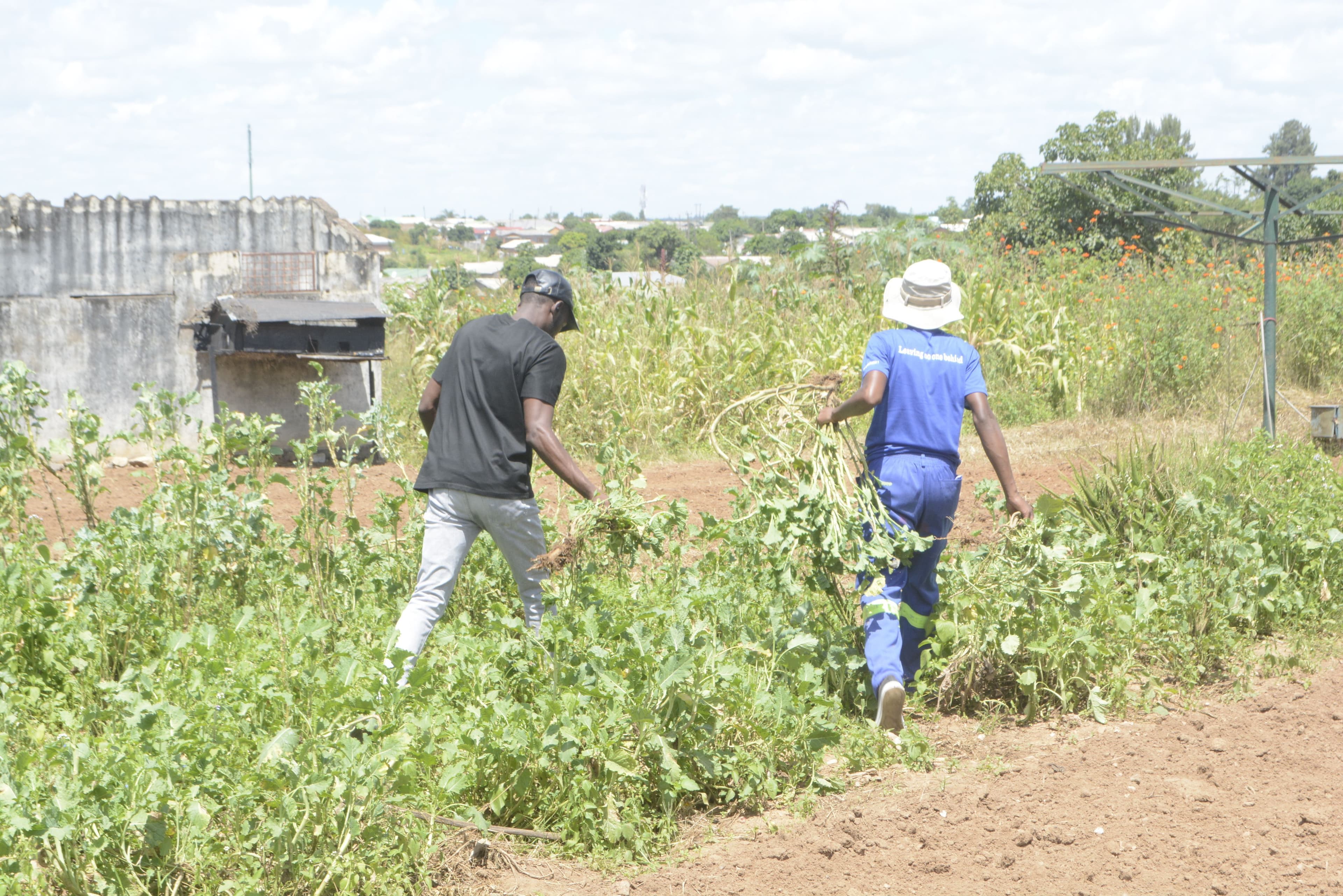Vegetable Cultivation & Community Care – Chengetanai Old People’s Home