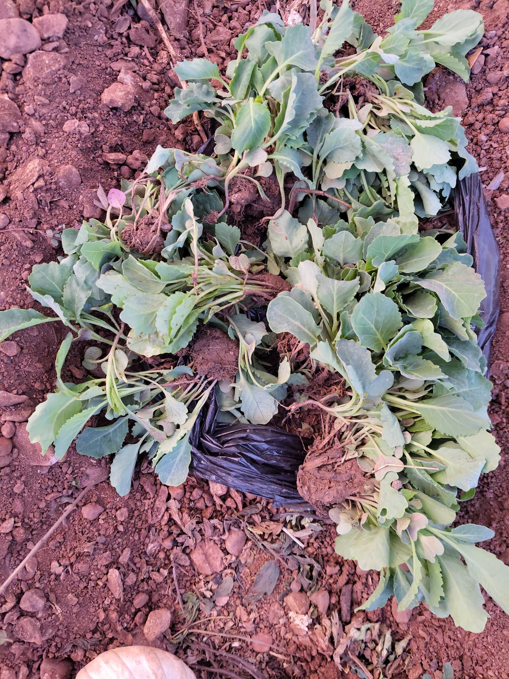 Nazareth Old People's Home Vegetable Garden Development